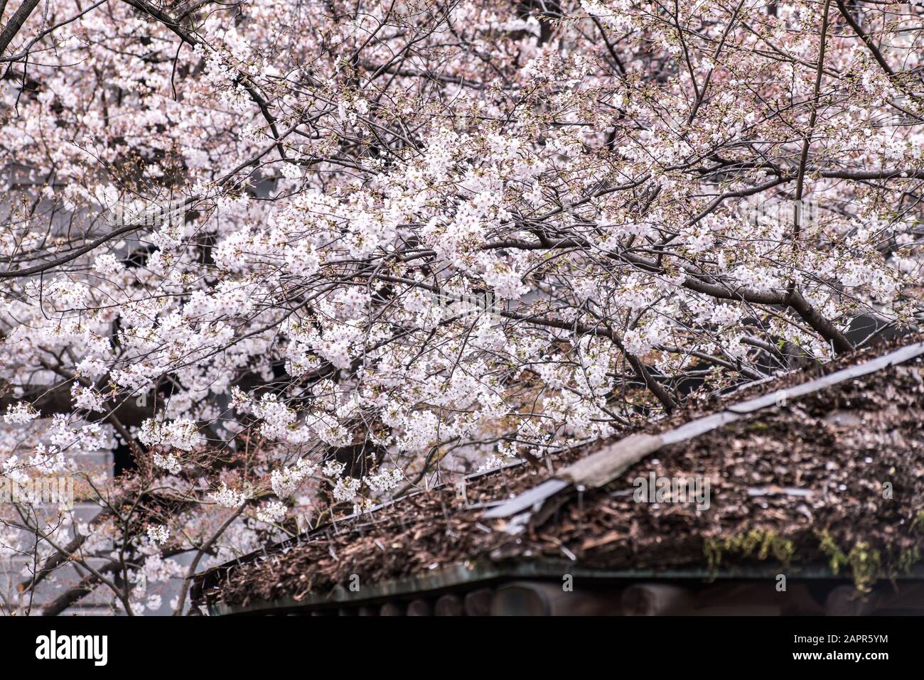 Sakura cherry blossom full bloom at Asukayama park Stock Photo - Alamy