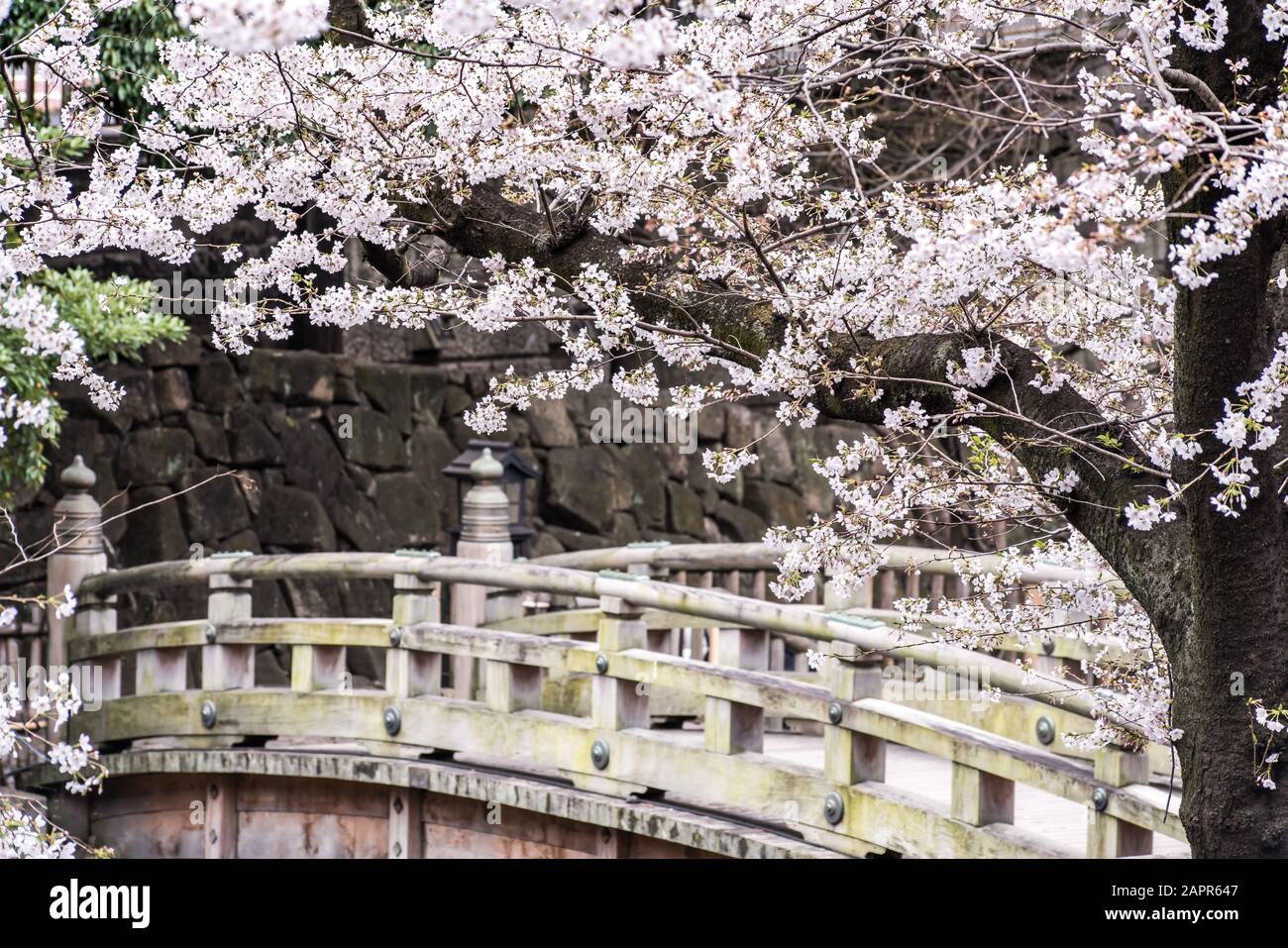 Sakura cherry blossom full bloom at Asukayama park Stock Photo - Alamy