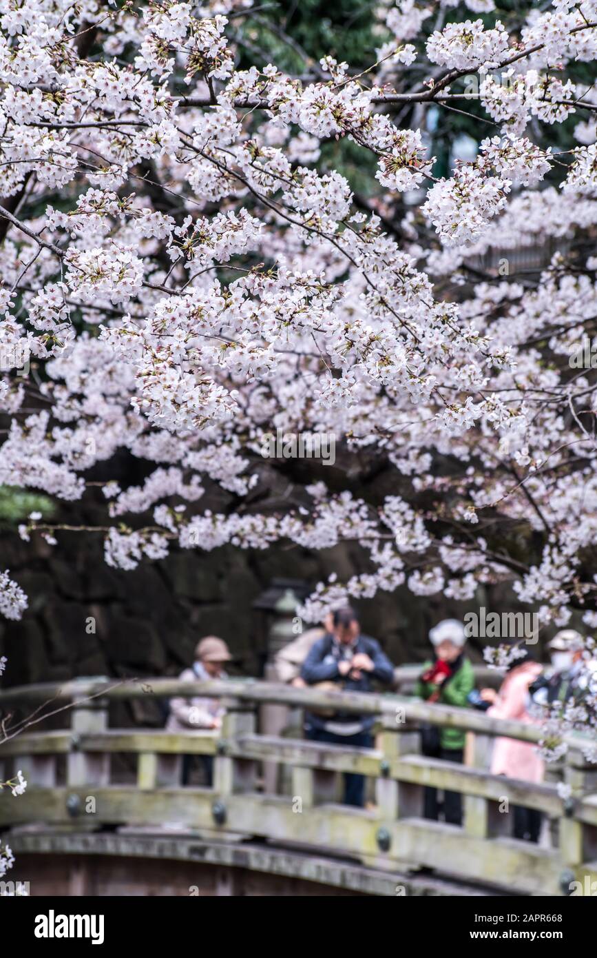 Sakura cherry blossom full bloom at Asukayama park Stock Photo - Alamy