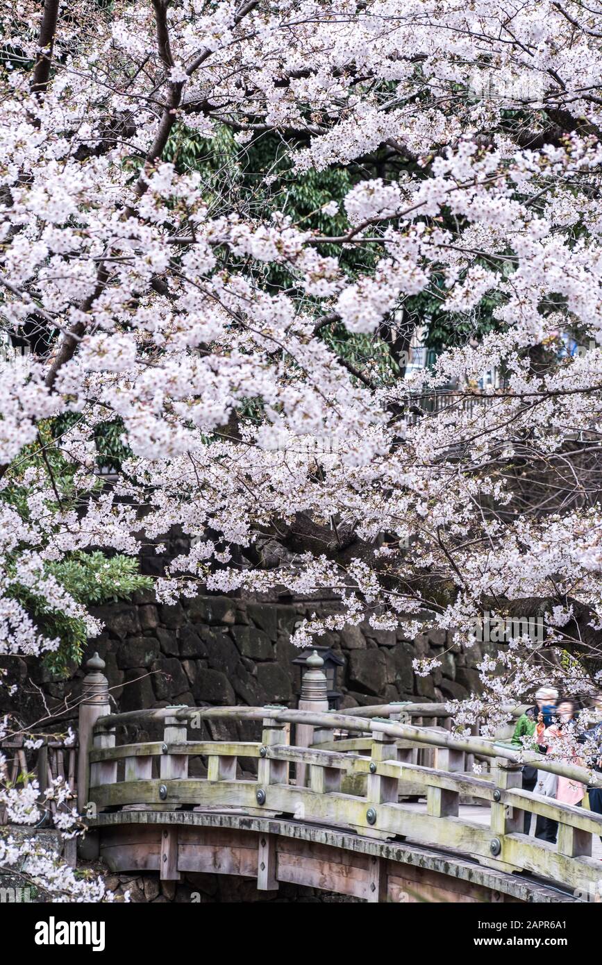 Sakura cherry blossom full bloom at Asukayama park Stock Photo - Alamy