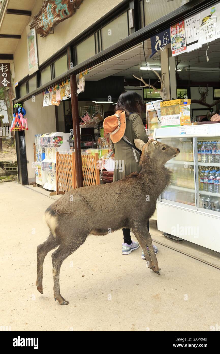Sika deer in Nara Stock Photo