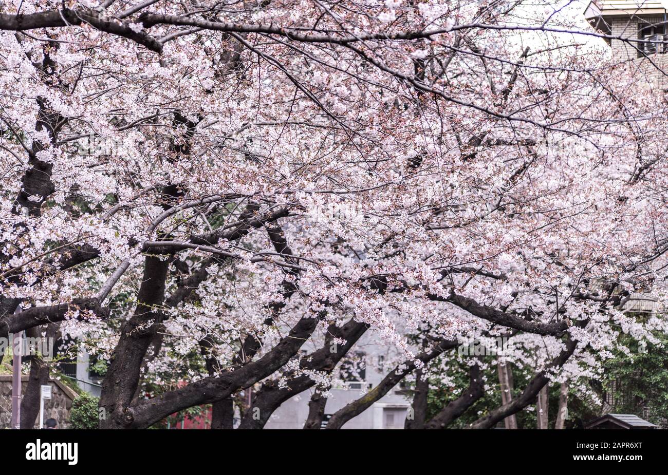 Sakura cherry blossom full bloom at Asukayama park Stock Photo - Alamy