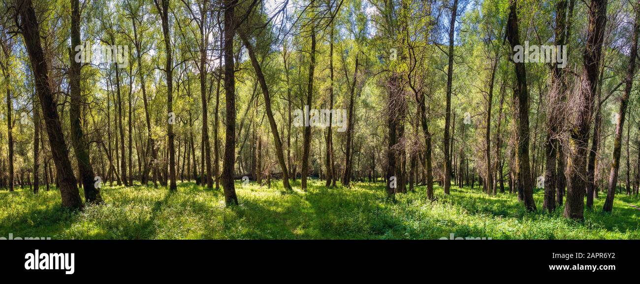 Horizontal panoramic of mixed Mediterranean forest. tree trunks and vegetation with undergrowth plants. Stock Photo
