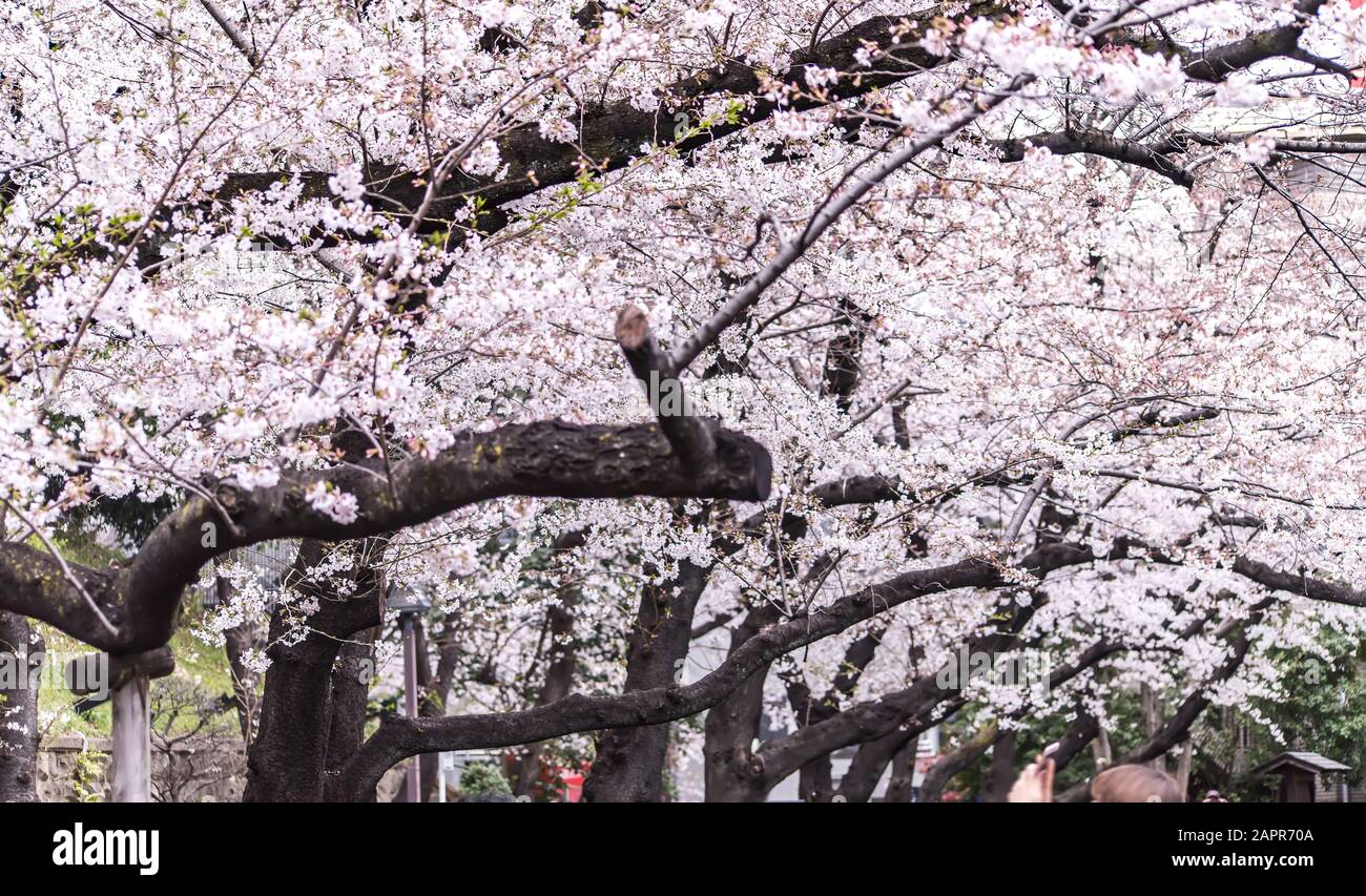 Sakura cherry blossom full bloom at Asukayama park Stock Photo - Alamy