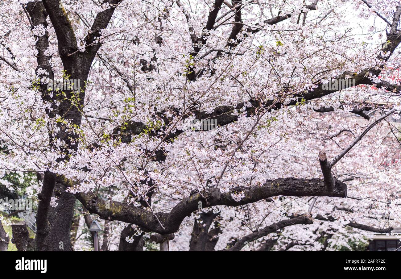 Sakura cherry blossom full bloom at Asukayama park Stock Photo - Alamy