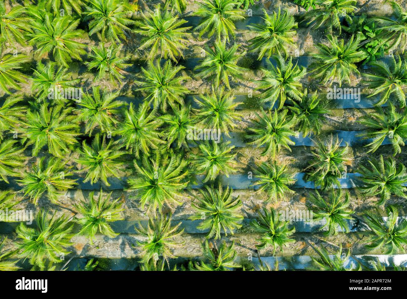 Aerial view of Coconut palm trees plantation. Stock Photo