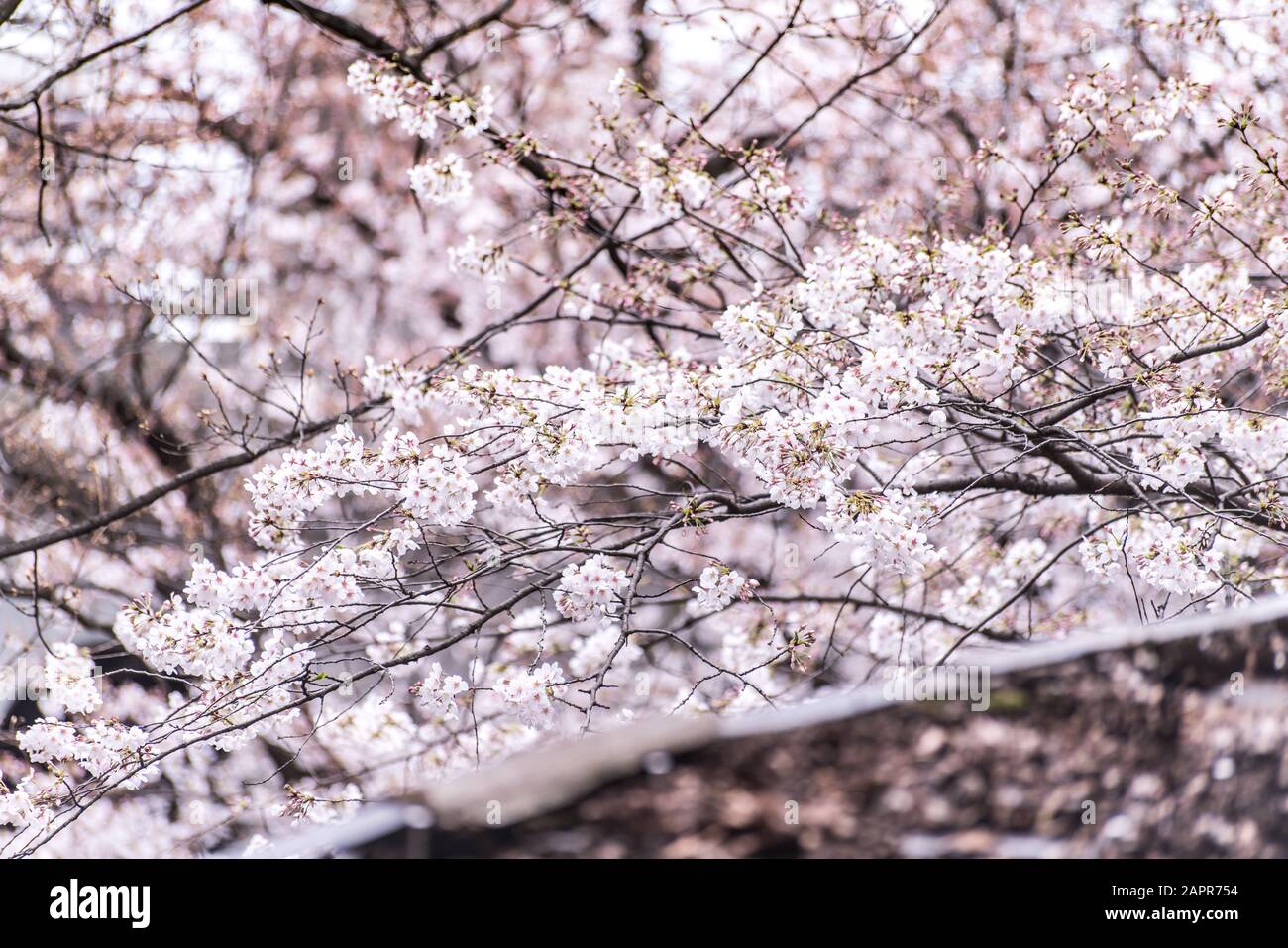 Sakura cherry blossom full bloom at Asukayama park Stock Photo - Alamy