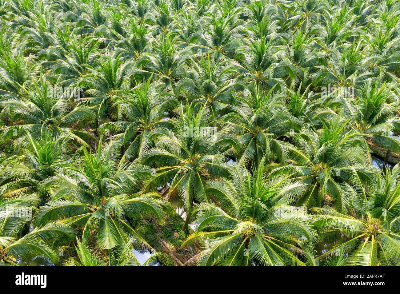 Aerial view of Coconut palm trees plantation Stock Photo Alamy