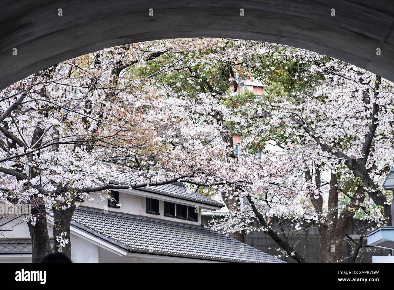 Sakura cherry blossom full bloom at Asukayama park Stock Photo - Alamy