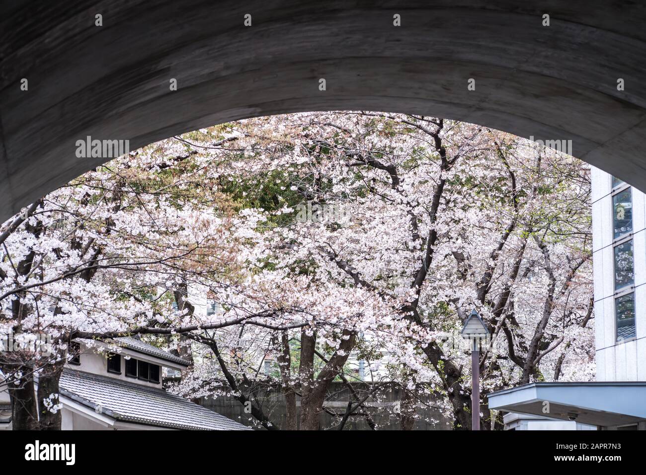 Sakura cherry blossom full bloom at Asukayama park Stock Photo - Alamy