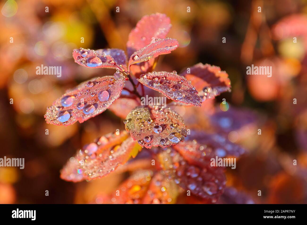 Glittering dew drops in the morning sunlight on autumn coloured leaves, Norway Stock Photo
