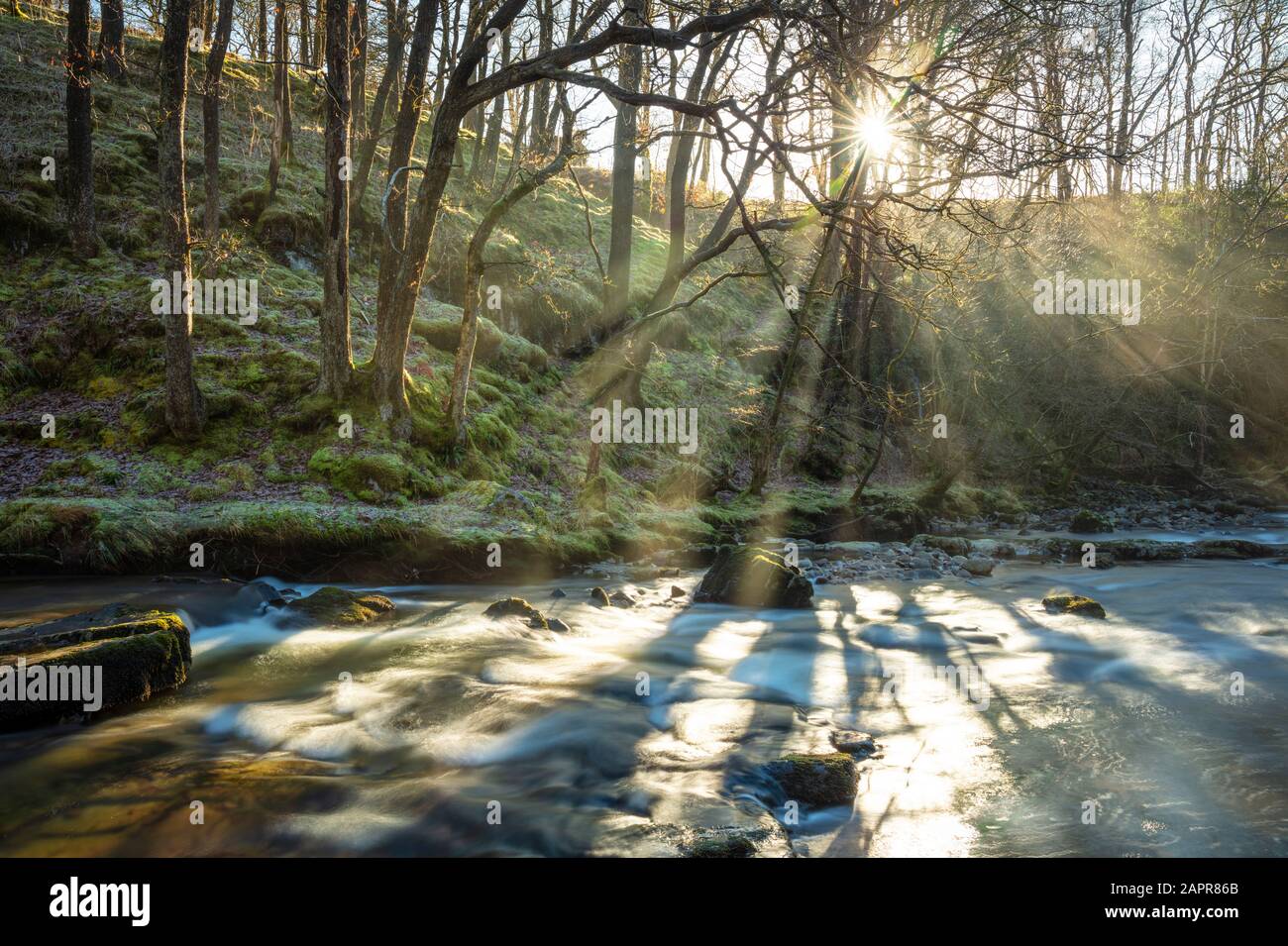 Light beams through trees,Rays of light shafts of light  Beams of sunlight through a forest in winter Brecon Beacons National park South Wales UK GB Stock Photo