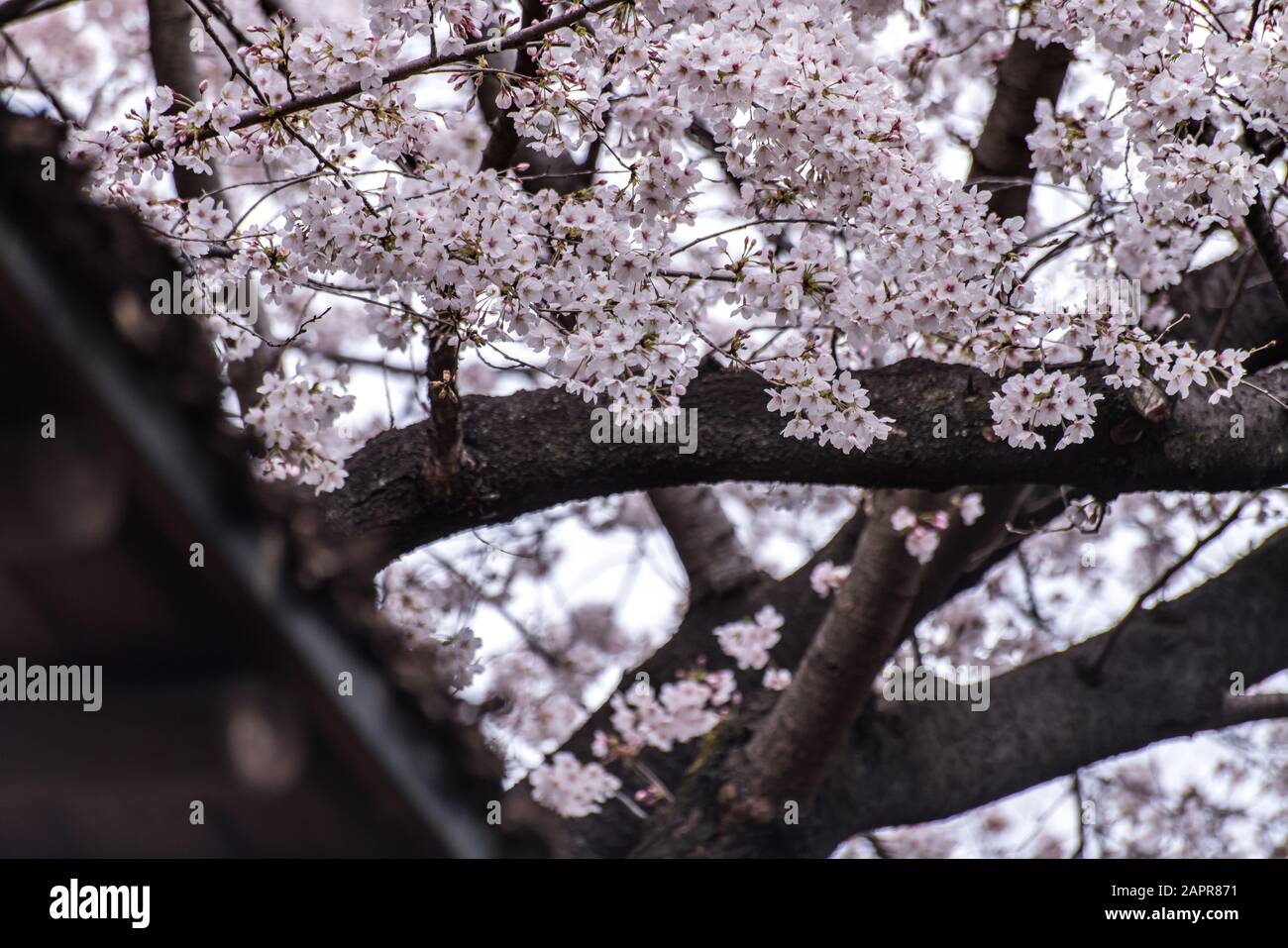 Sakura cherry blossom full bloom at Asukayama park Stock Photo - Alamy
