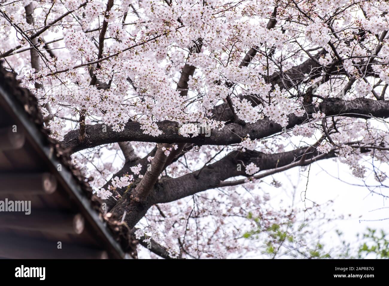 Sakura cherry blossom full bloom at Asukayama park Stock Photo - Alamy