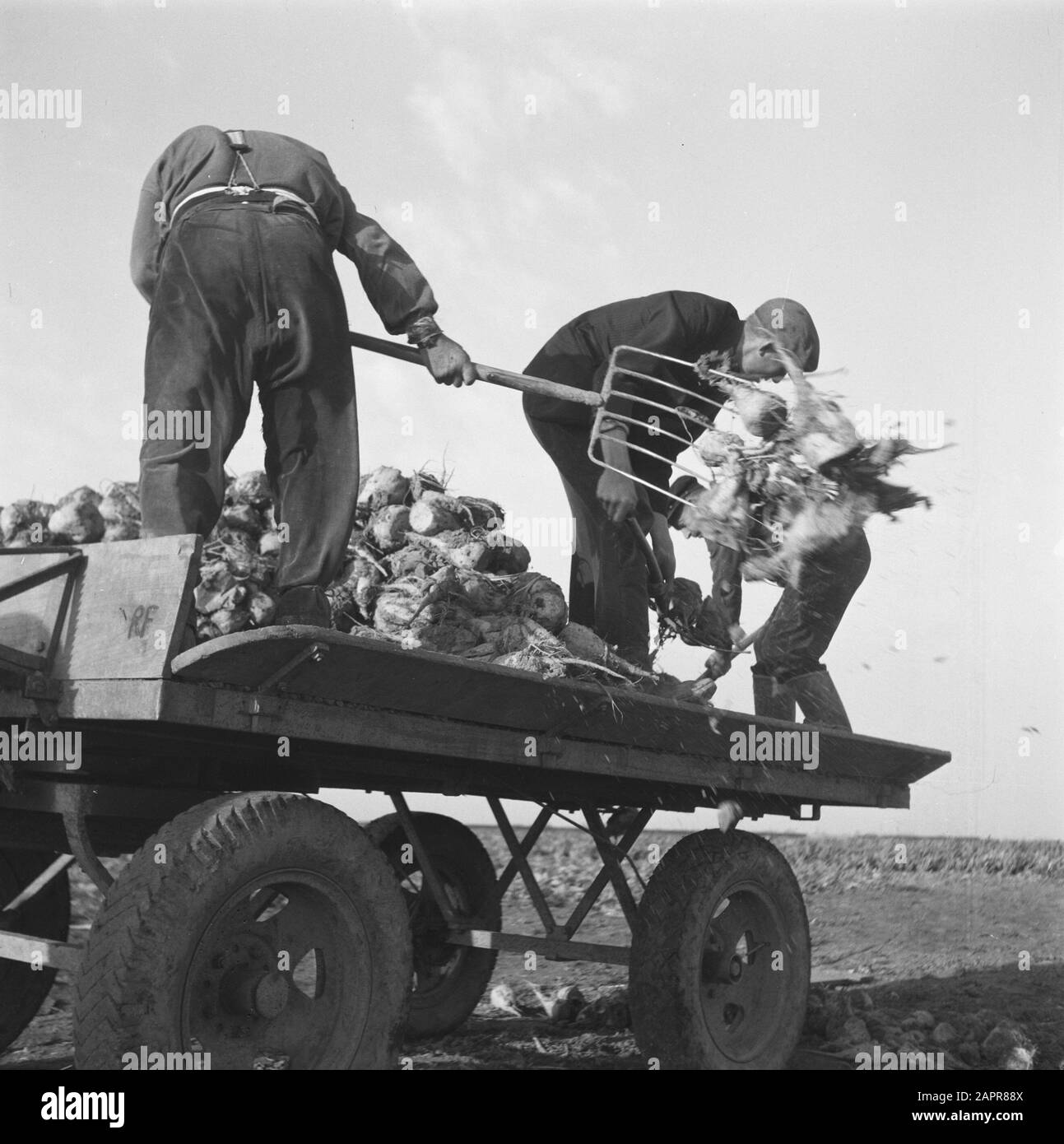 Recordings of the new sugar beet harvest Date 1945 Keywords