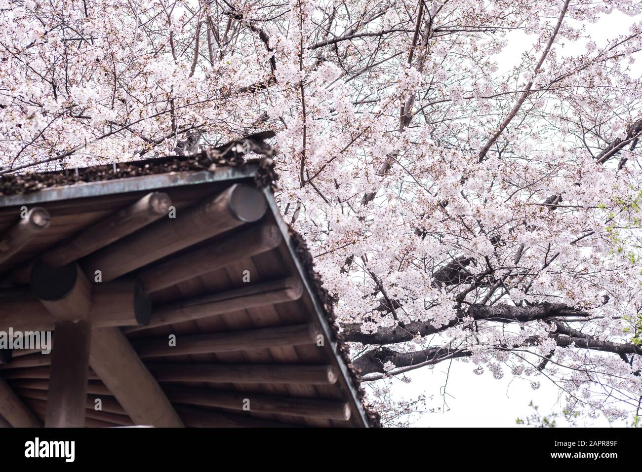 Sakura cherry blossom full bloom at Asukayama park Stock Photo - Alamy