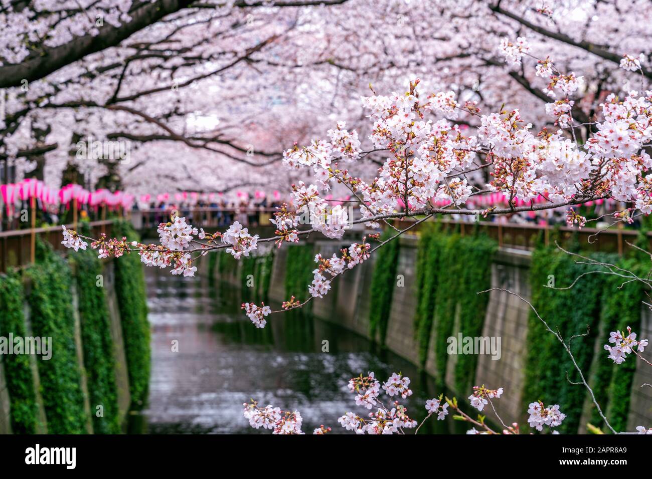 Cherry Blossom Rows Along The Meguro River In Tokyo Japan Stock Photo