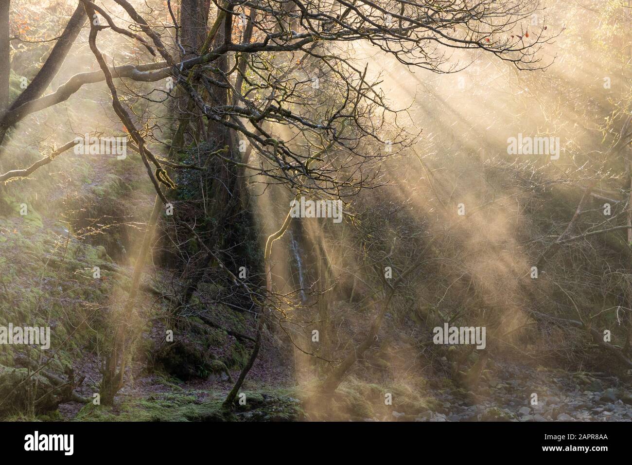 Light beams through trees,Rays of light shafts of light  Beams of sunlight through a forest in winter Brecon Beacons National park South Wales UK GB Stock Photo