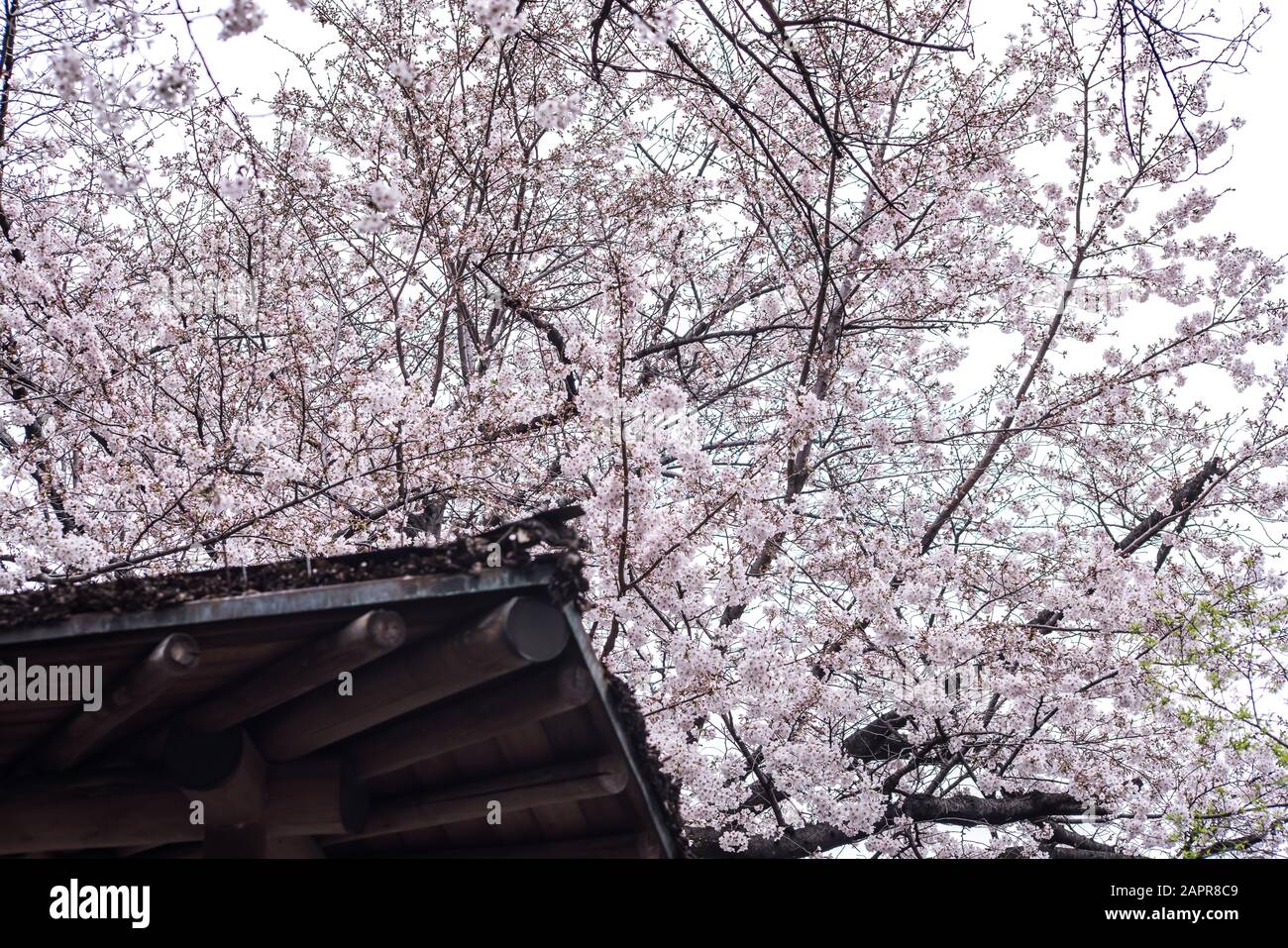 Sakura cherry blossom full bloom at Asukayama park Stock Photo - Alamy