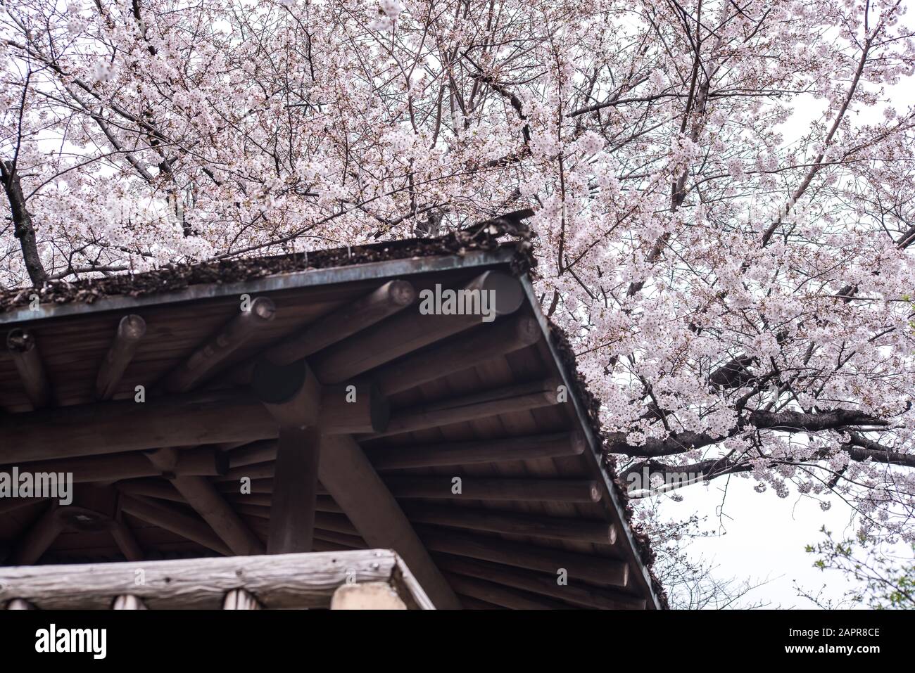 Sakura cherry blossom full bloom at Asukayama park Stock Photo - Alamy
