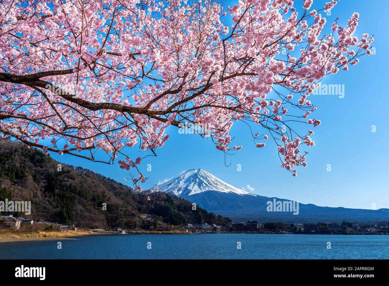 Fuji mountain and cherry blossoms in spring, Japan. Stock Photo
