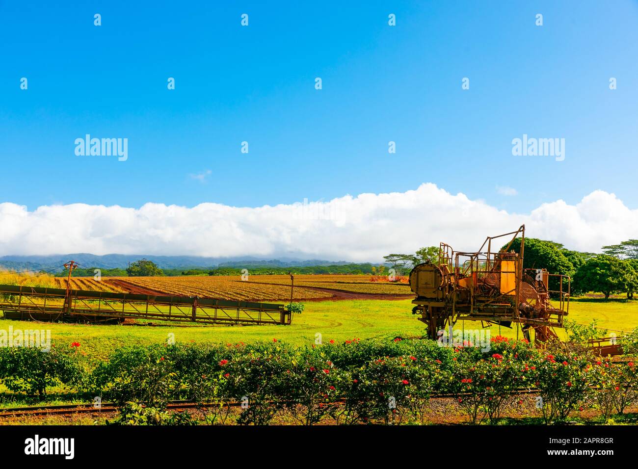 Plow on a tropical pineapple plantation Stock Photo
