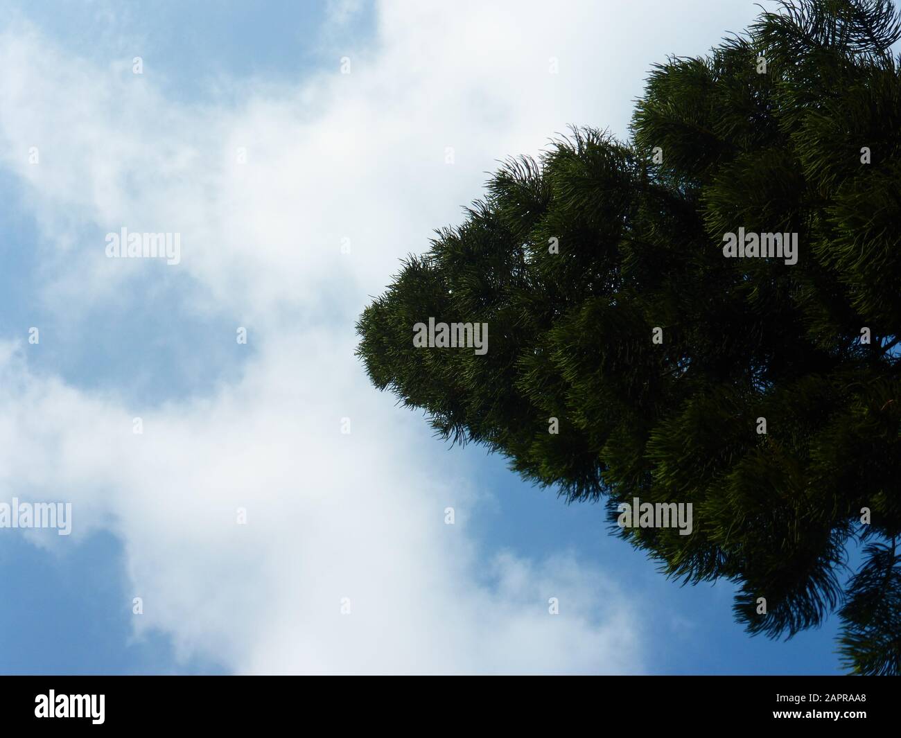 Pine trees under blue sky and white clouds Stock Photo - Alamy