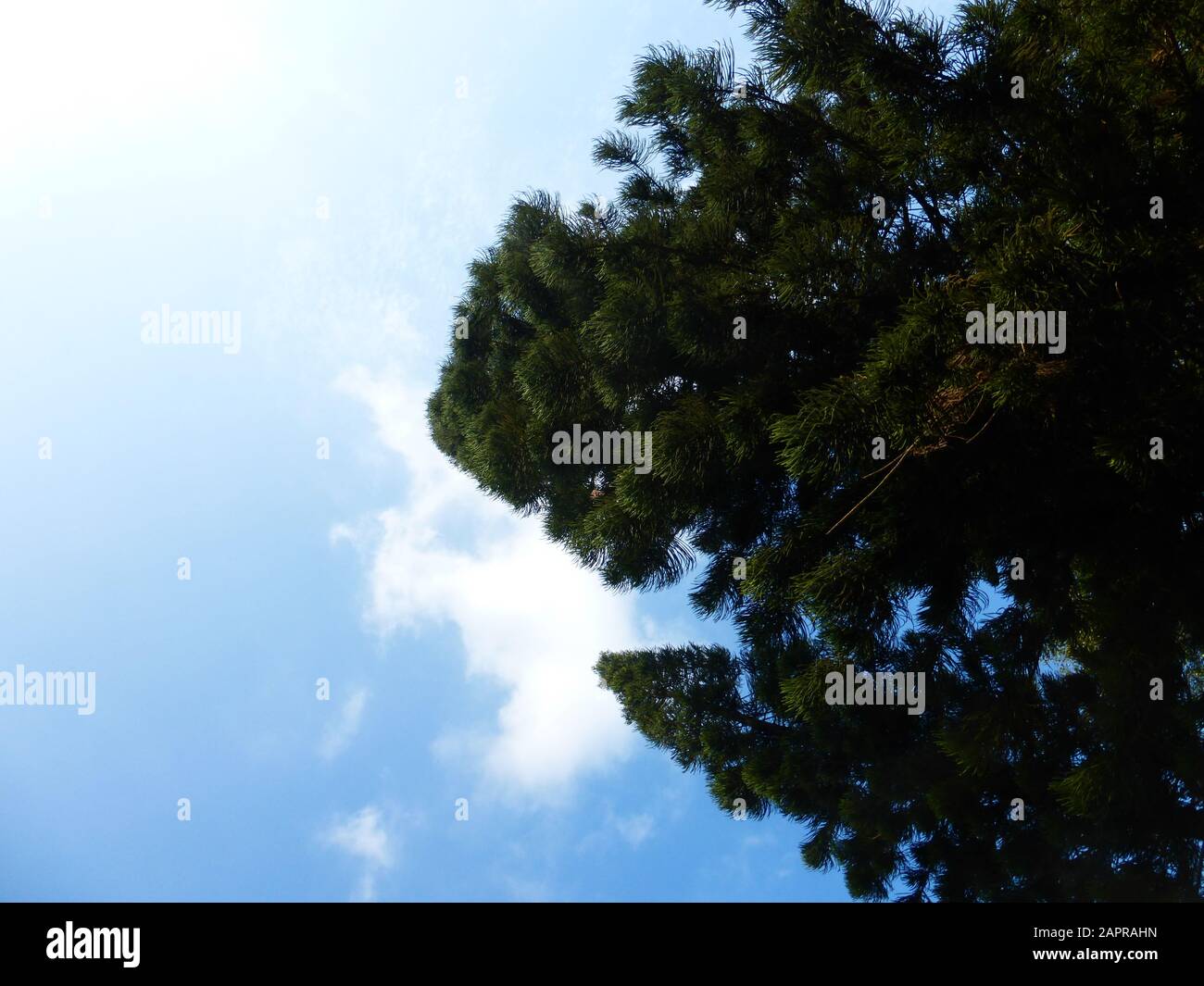 Pine trees under blue sky and white clouds Stock Photo - Alamy