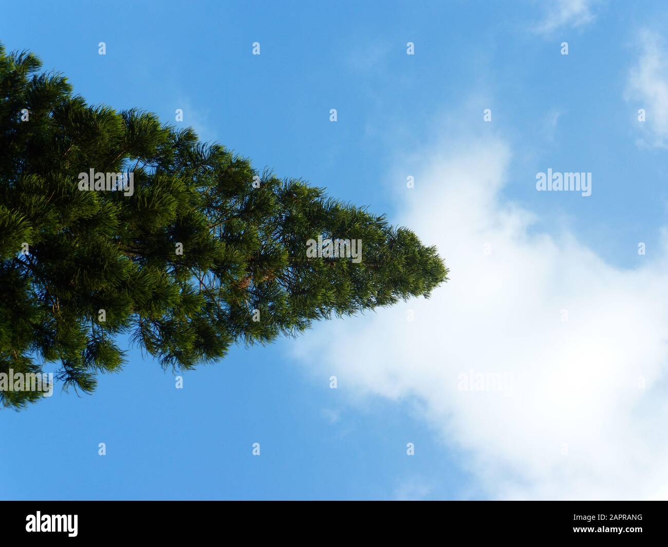 Pine trees under blue sky and white clouds Stock Photo - Alamy