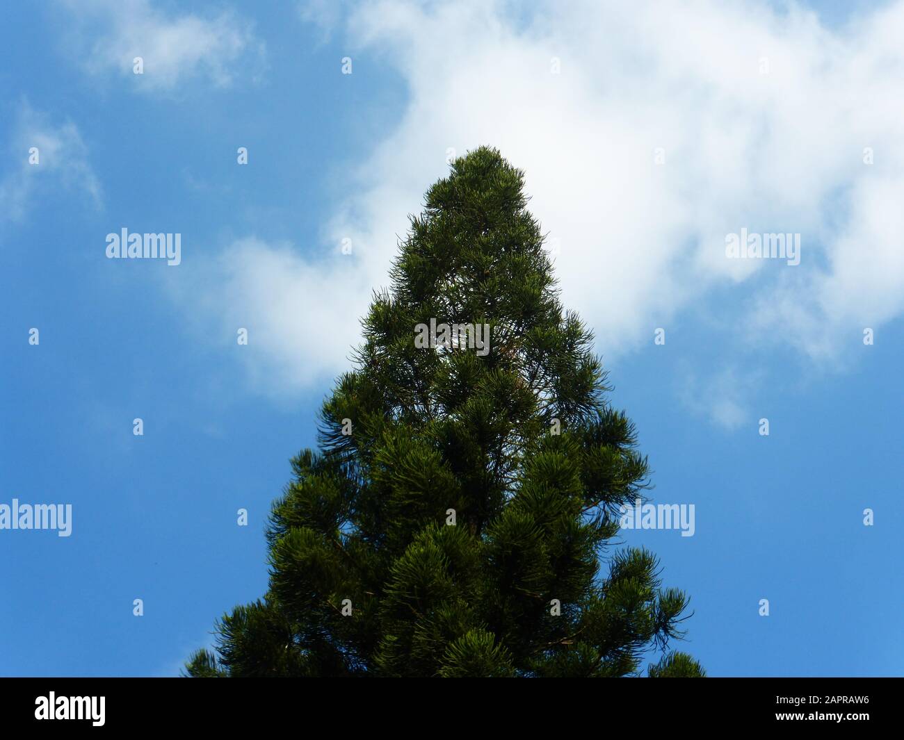 Pine trees under blue sky and white clouds Stock Photo - Alamy