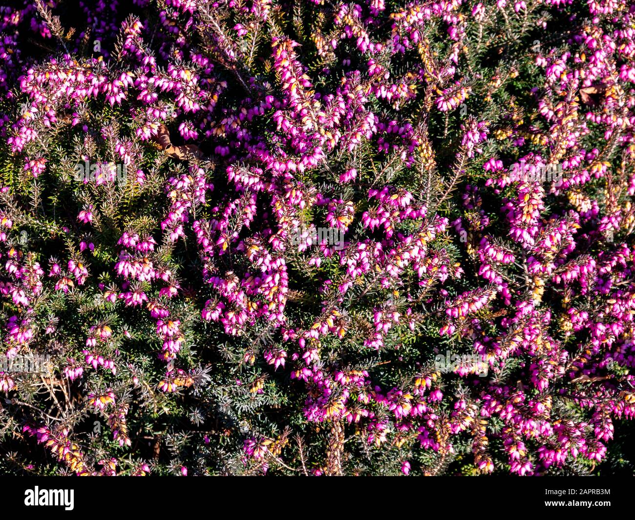 Heather in winter botanik background Stock Photo