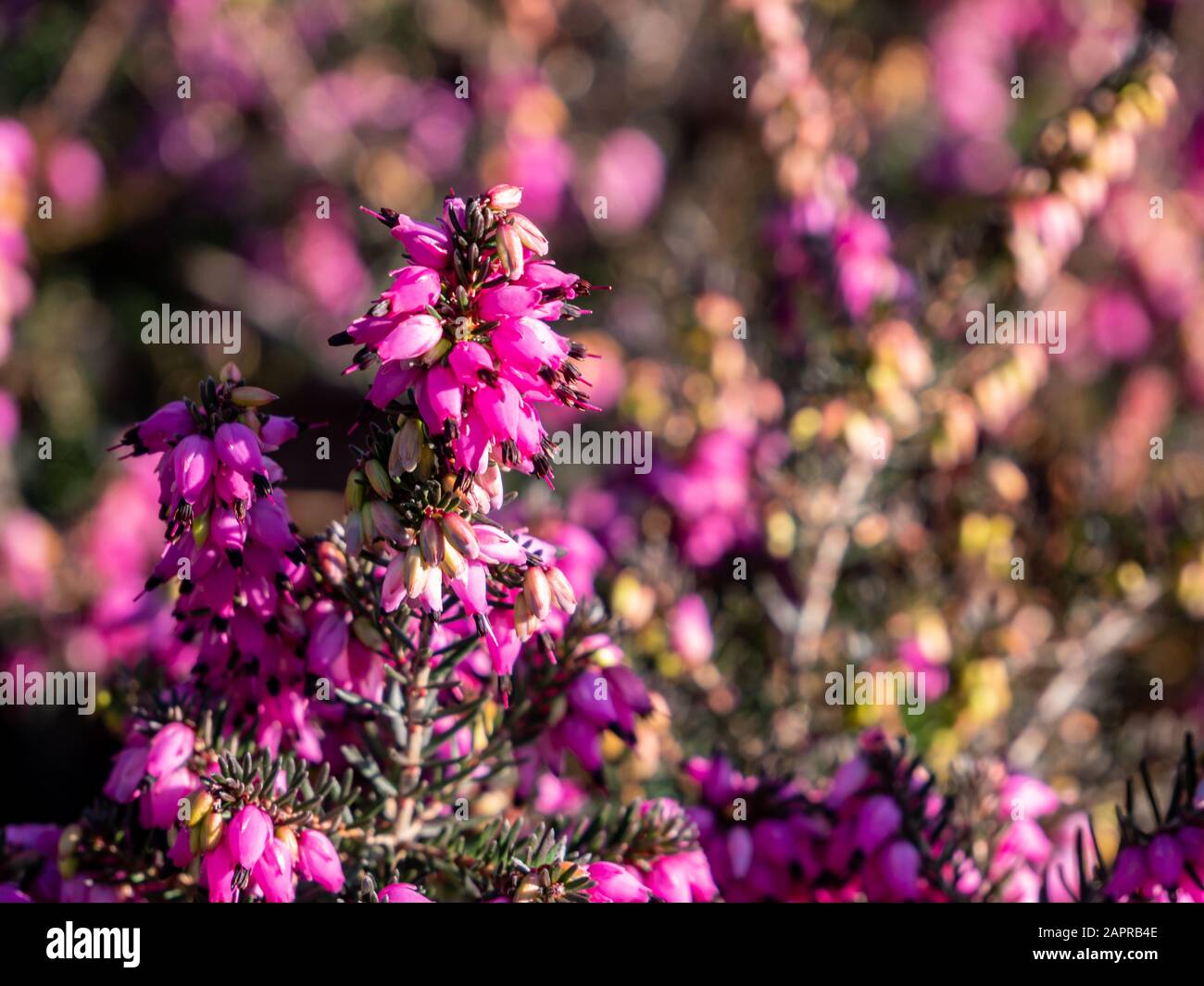 Flowering snow heather erica carnea Stock Photo