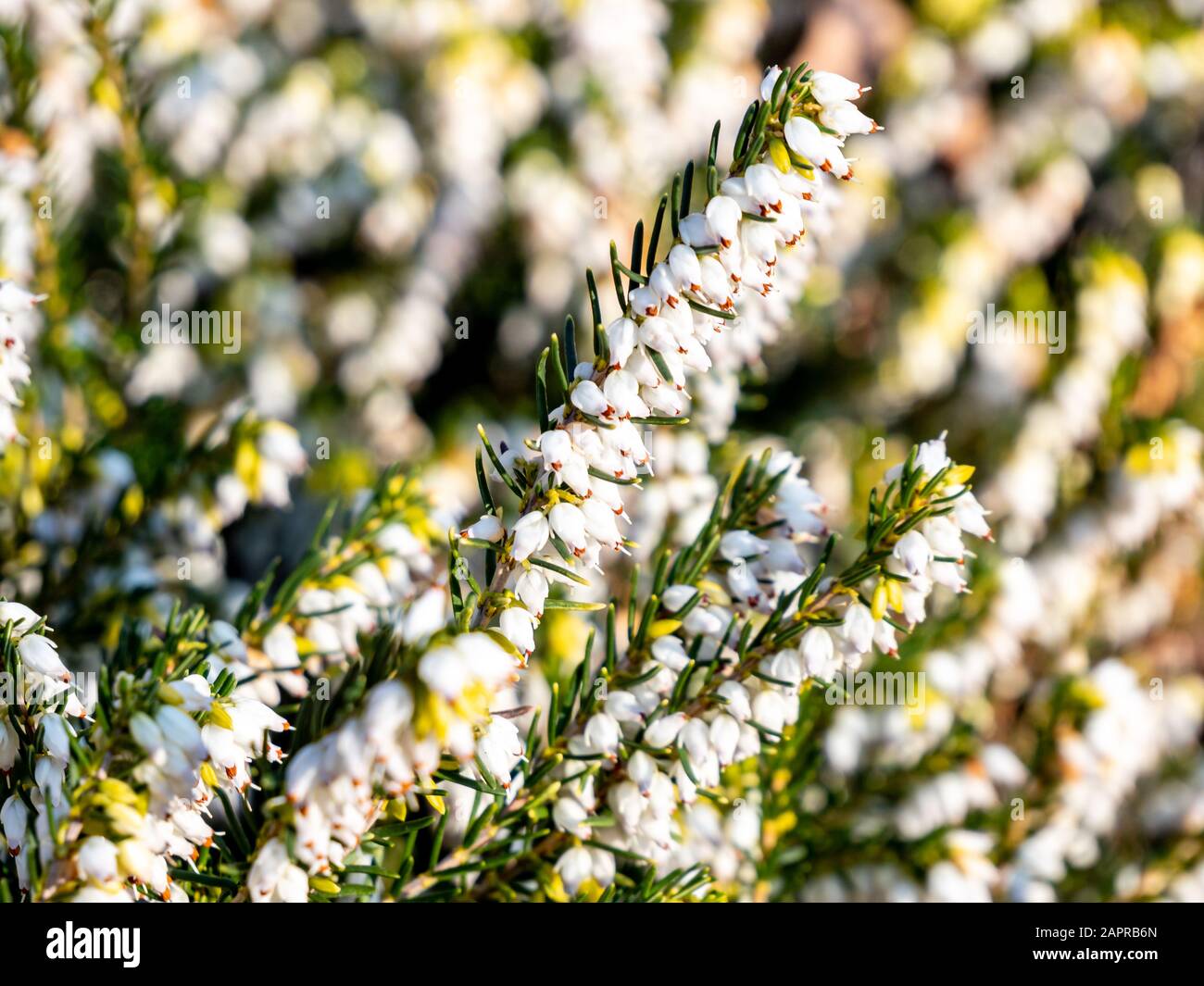 Flowering snow heather in white color (erica carnea) Stock Photo