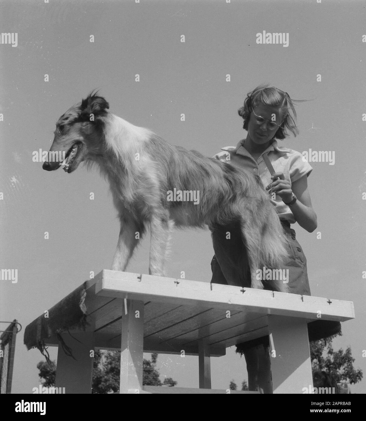 Dog pension Duivendrecht Date: May 26, 1949 Location: Pigeon law Keywords: Dog Pensionen Stock Photo