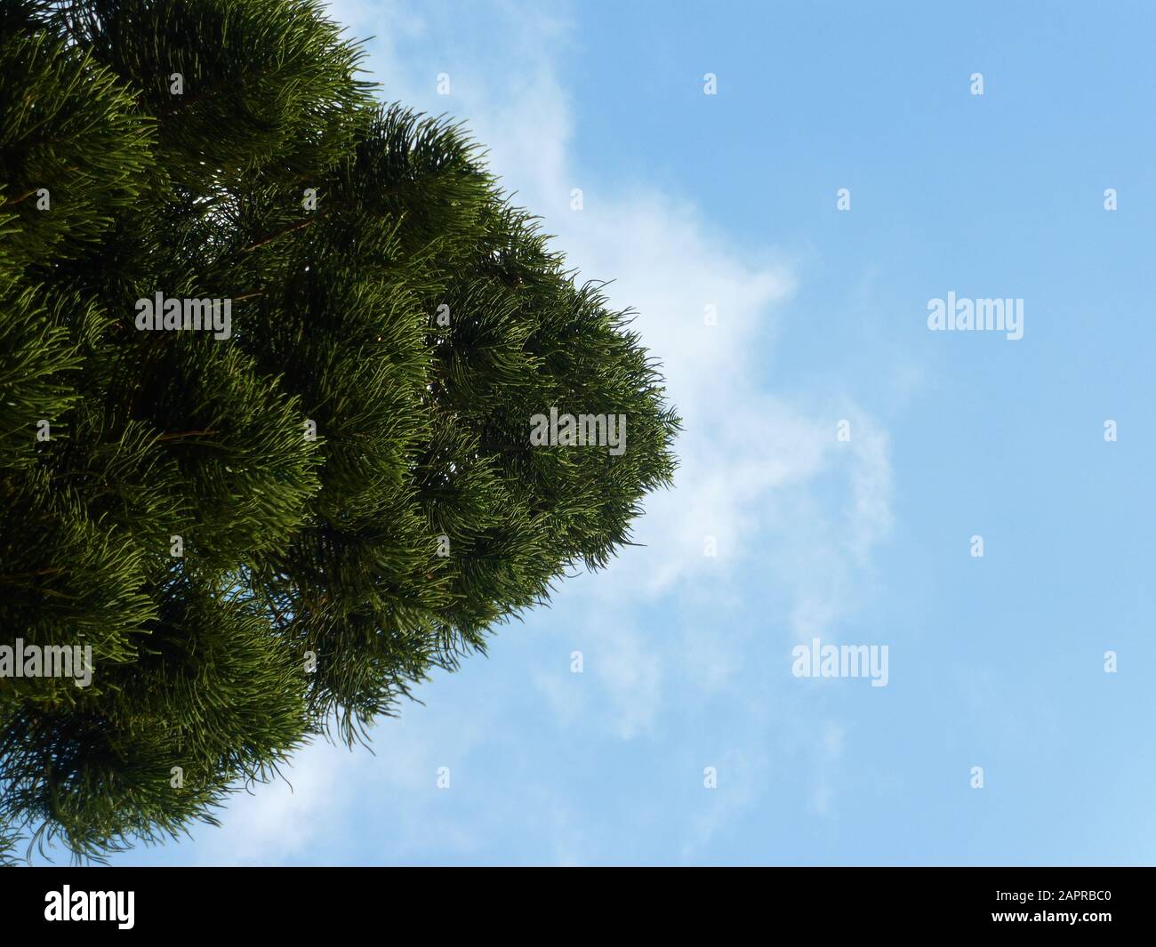 Pine trees under blue sky and white clouds Stock Photo - Alamy