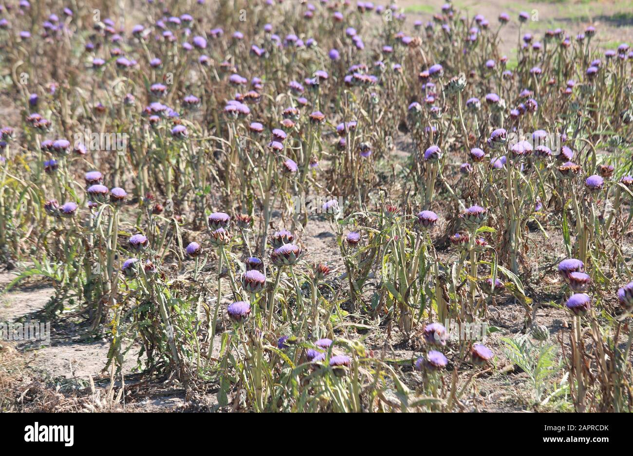 many plants of artichoke on the field in summer Stock Photo Alamy