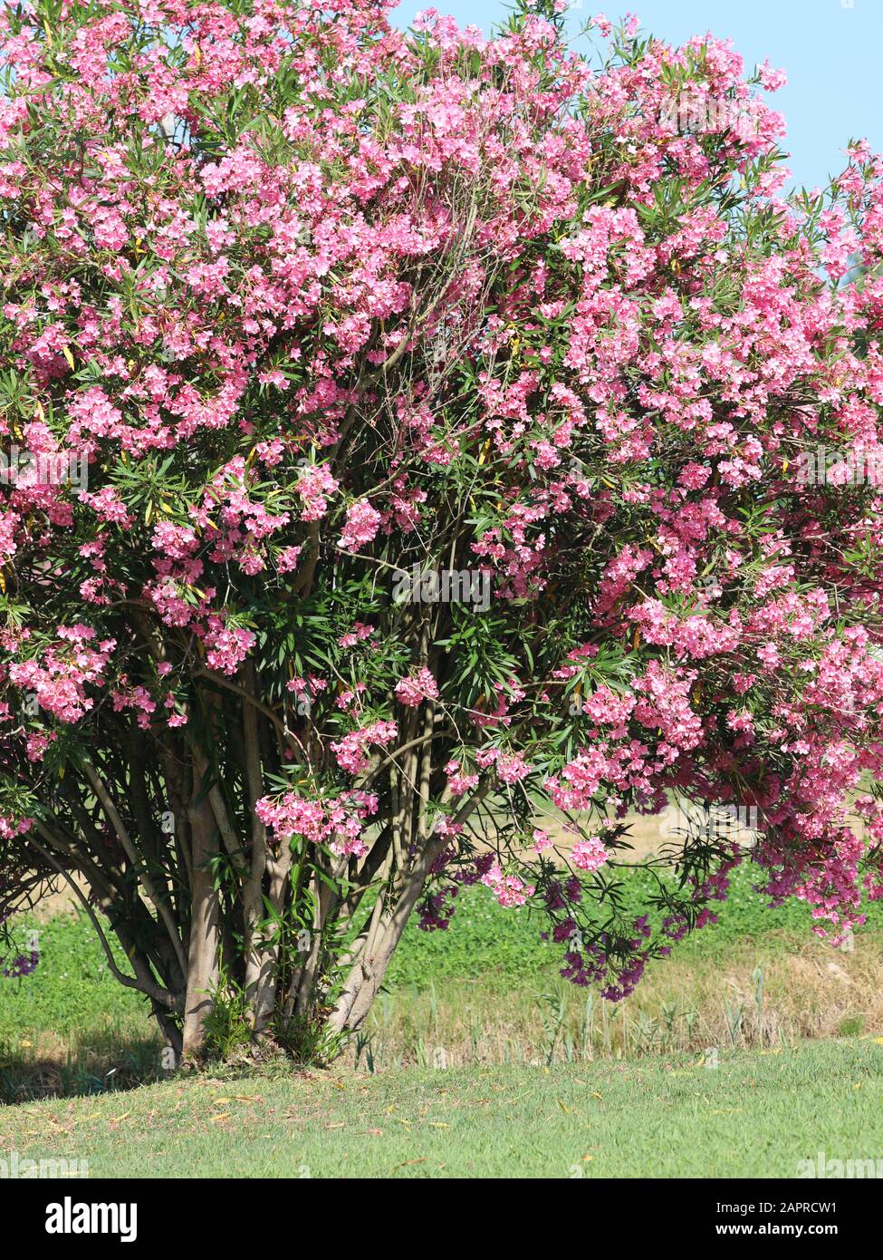 Oleander Plant 3L Pot Mediterranean Flowering Garden Shrub Mix Of Colours