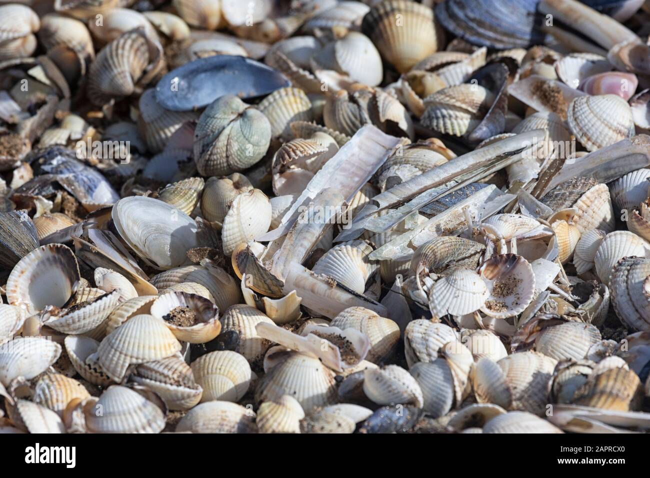 Seashells on the seashore, Norfolk, UK Stock Photo - Alamy