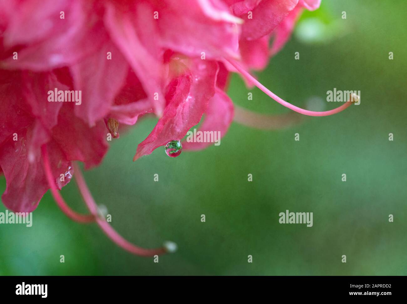 Close-up of Round Waterdrop Hanging Off Pink Azalea Petal with Reflection Stock Photo