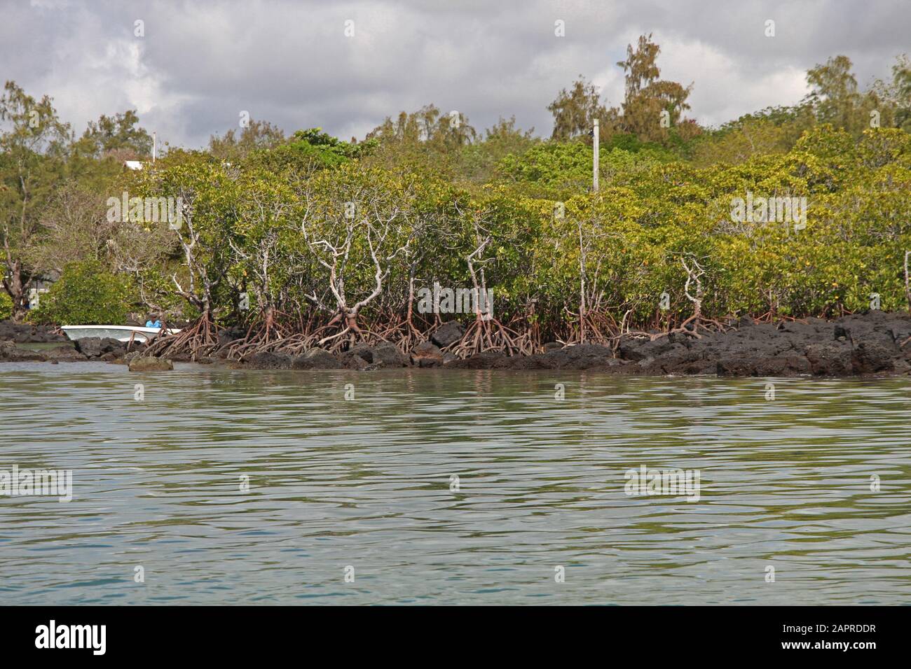 Mangroves off the Coast of Mauritius. Stock Photo