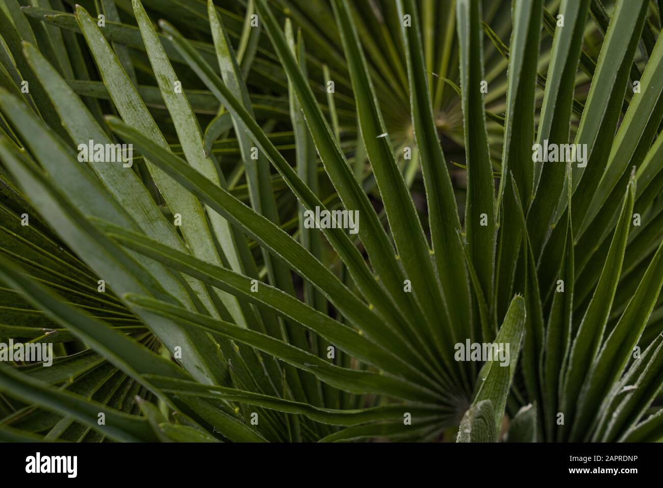 Palm Tree leaf close up photography. isolated palm tree leafs Stock ...