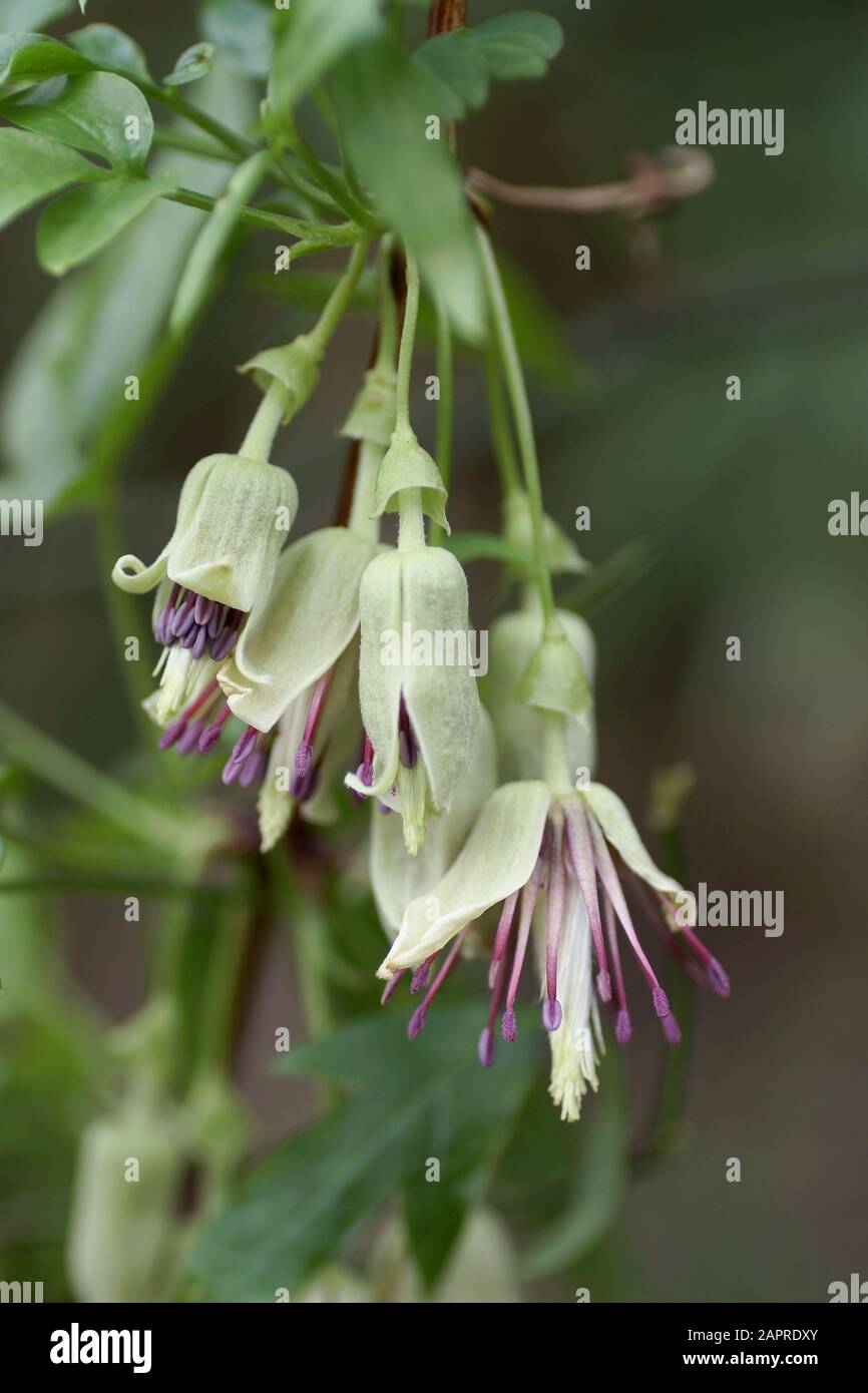Clematis napaulensis, a Winter flowering Clematis Stock Photo