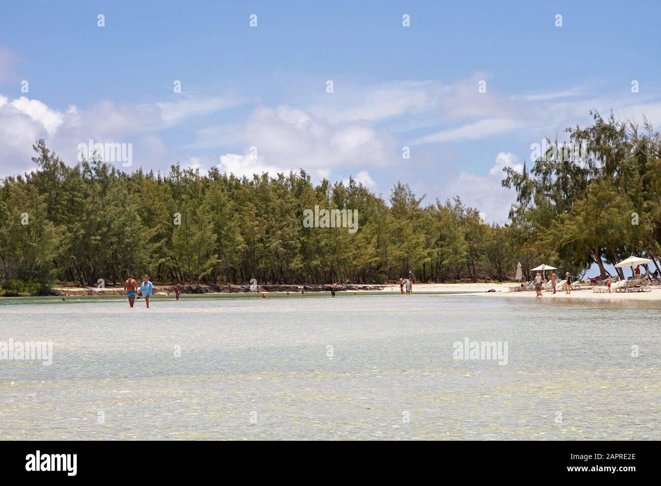 People and pine forest on beach along the coast of Mauritius. Stock Photo