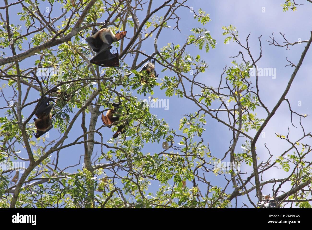 Mauritian flying fox (Pteropus niger), also known as Greater Mascarene flying fox or Mauritius fruit bat on tree branch in Mauritius. Stock Photo