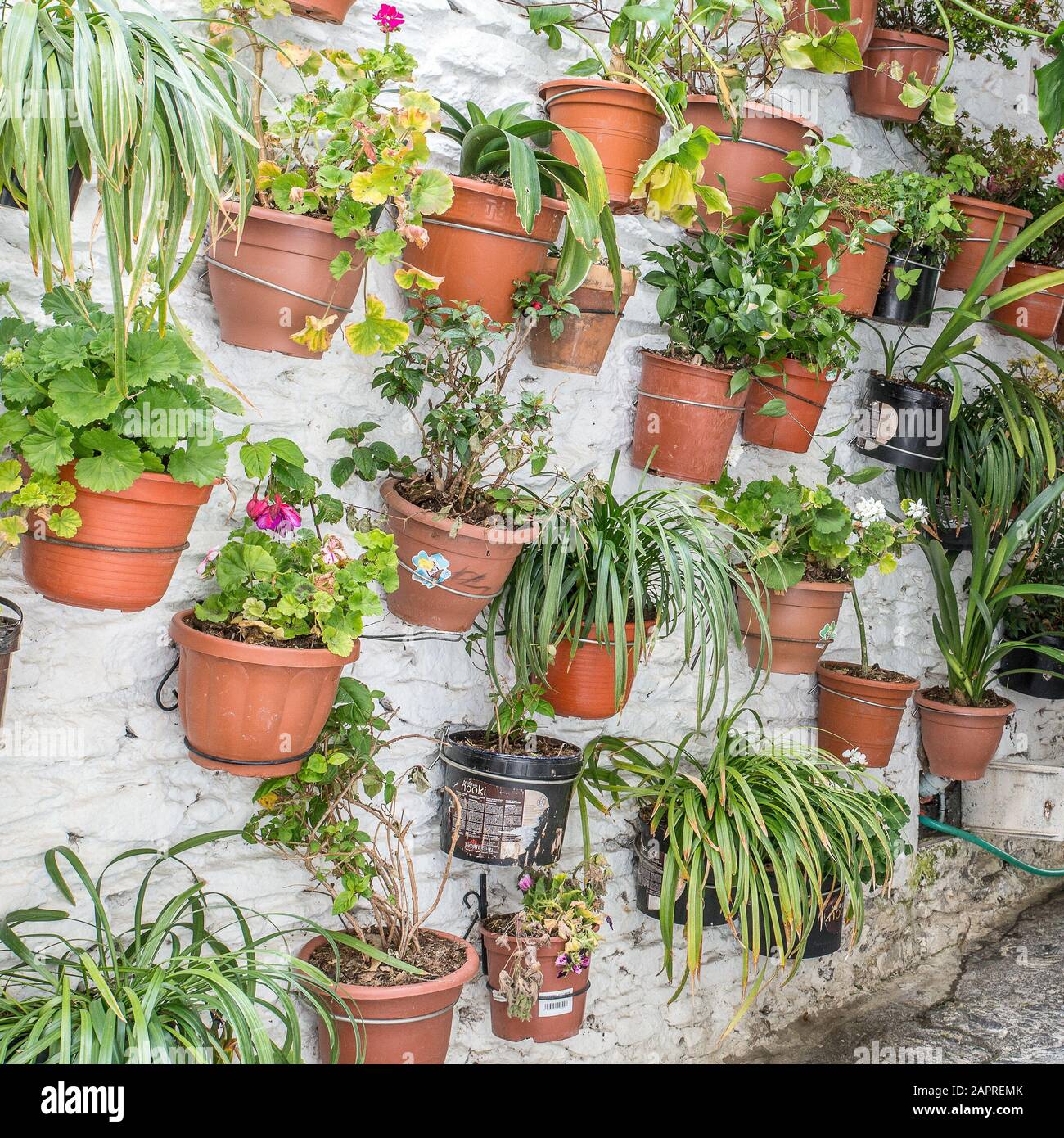 Stunning view of pots of plants and flowers stuck on a textured wall ...