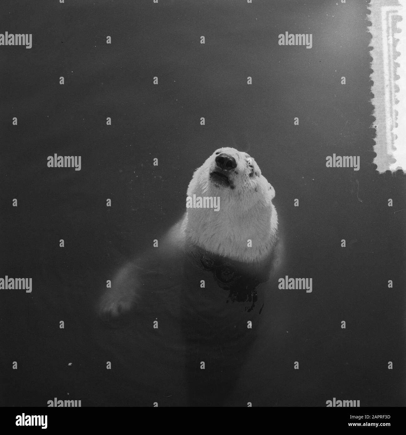 Polar habitats Black and White Stock Photos & Images - Alamy