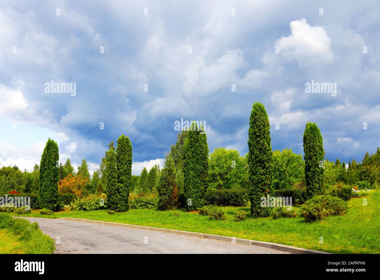 Beautiful park with green thuja, nature photo Stock Photo