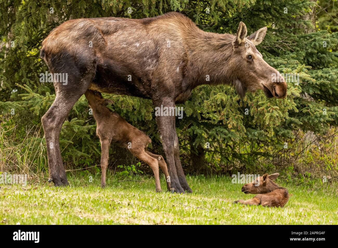 Official alaska state mammal hi-res stock photography and images - Alamy