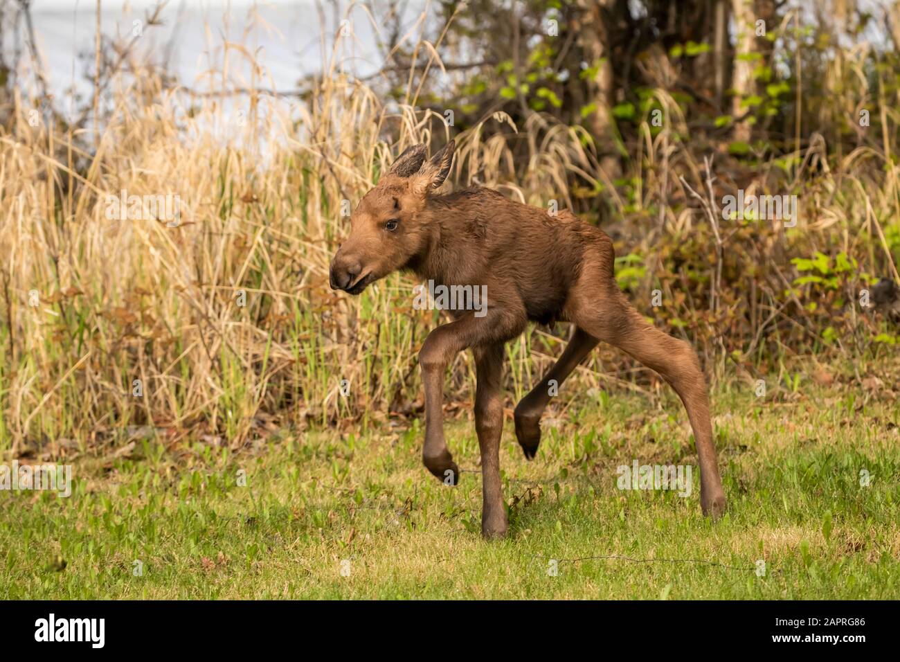 Young moose (Alces alces) calf runs around playing on grass, South-central Alaska; Anchorage, Alaska, United States of America Stock Photo