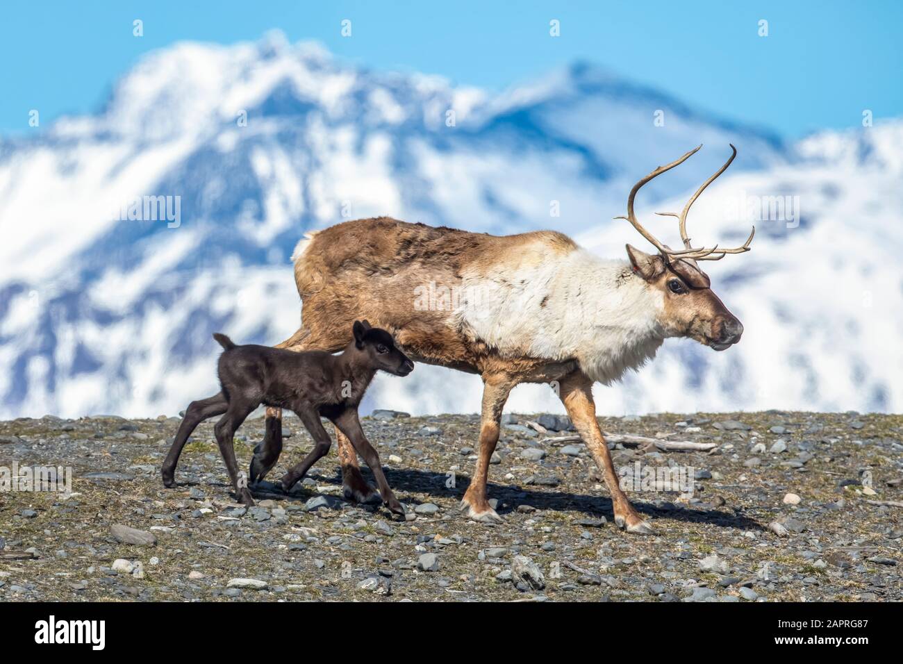 A reindeer (Rangifer tarandus) cow with her new calf, calf staying very close to protective cow, Alaska Wildlife Conservation Center Stock Photo